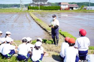 田植え