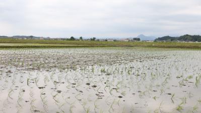田植え完了